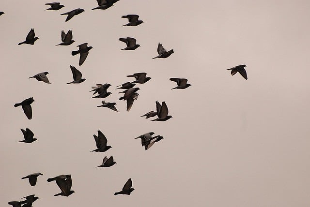 Follow the leader