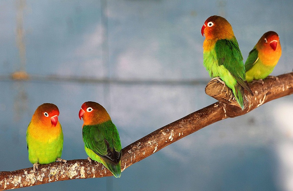 colored birds