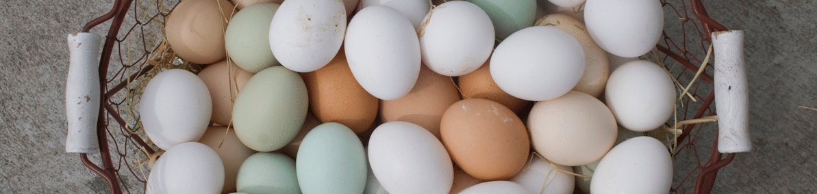 colored-eggs-header
