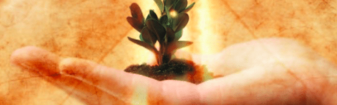 fep-hand-sprout