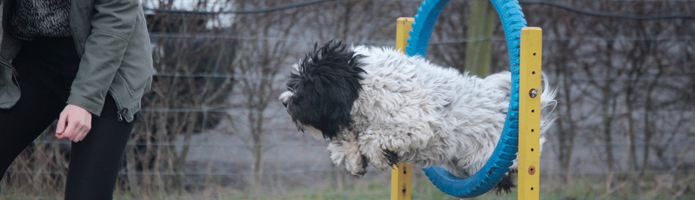dog-hoop-header