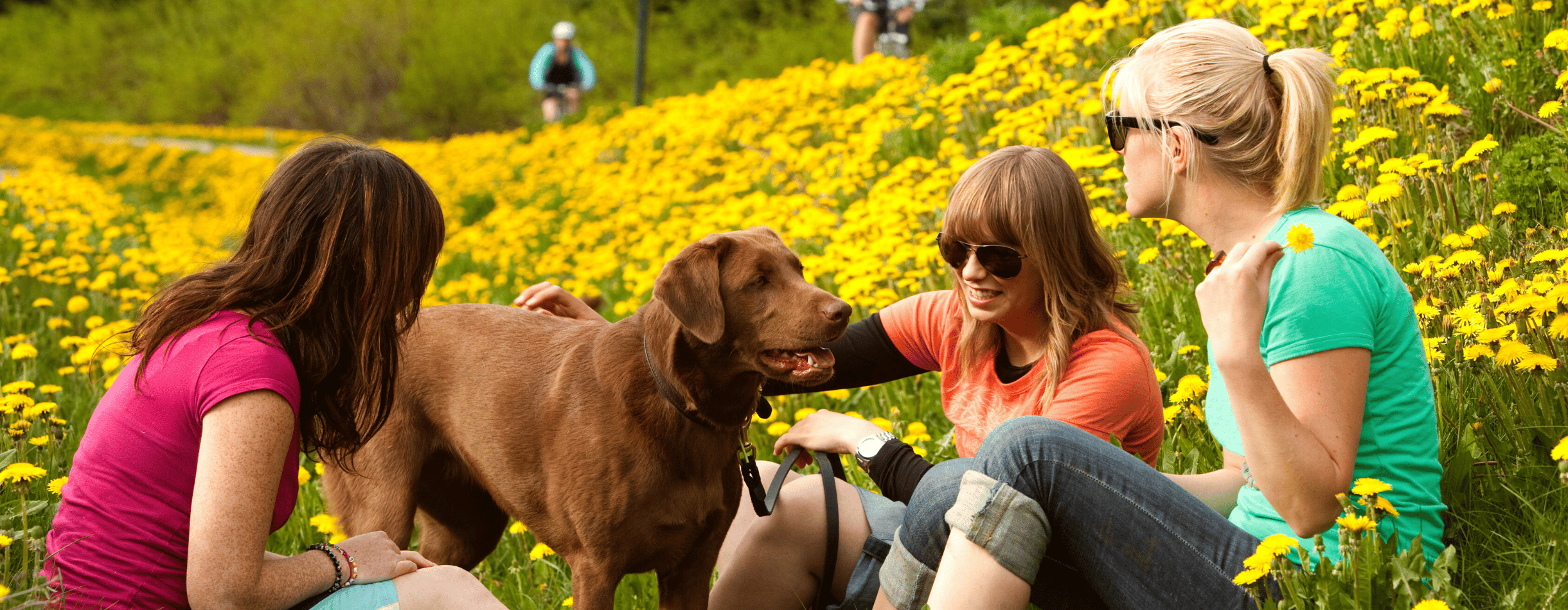 A group of three women enjoy a summer day as they pet one of their brown dogs. They're sitting in a yellow dandelion field and in the background two cyclists pass by.
