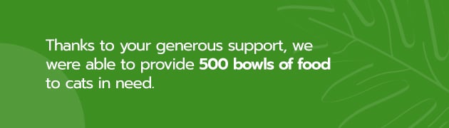 This image says "Thanks to your generous support, we were able to provide 500 bowls of food to cats in need." 