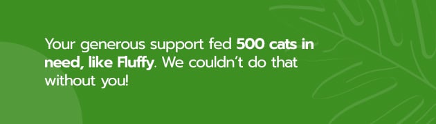 This image says "Your generous support fed 500 cats in need, like Fluffy. We couldn't do that without you!" 