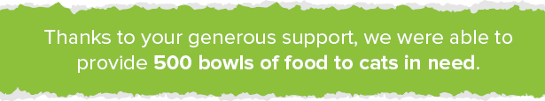 An example of a good phrase for a nonprofit annual report is: Thanks to your generous support, we were able to provide 500 bowls of food to cats in need.
