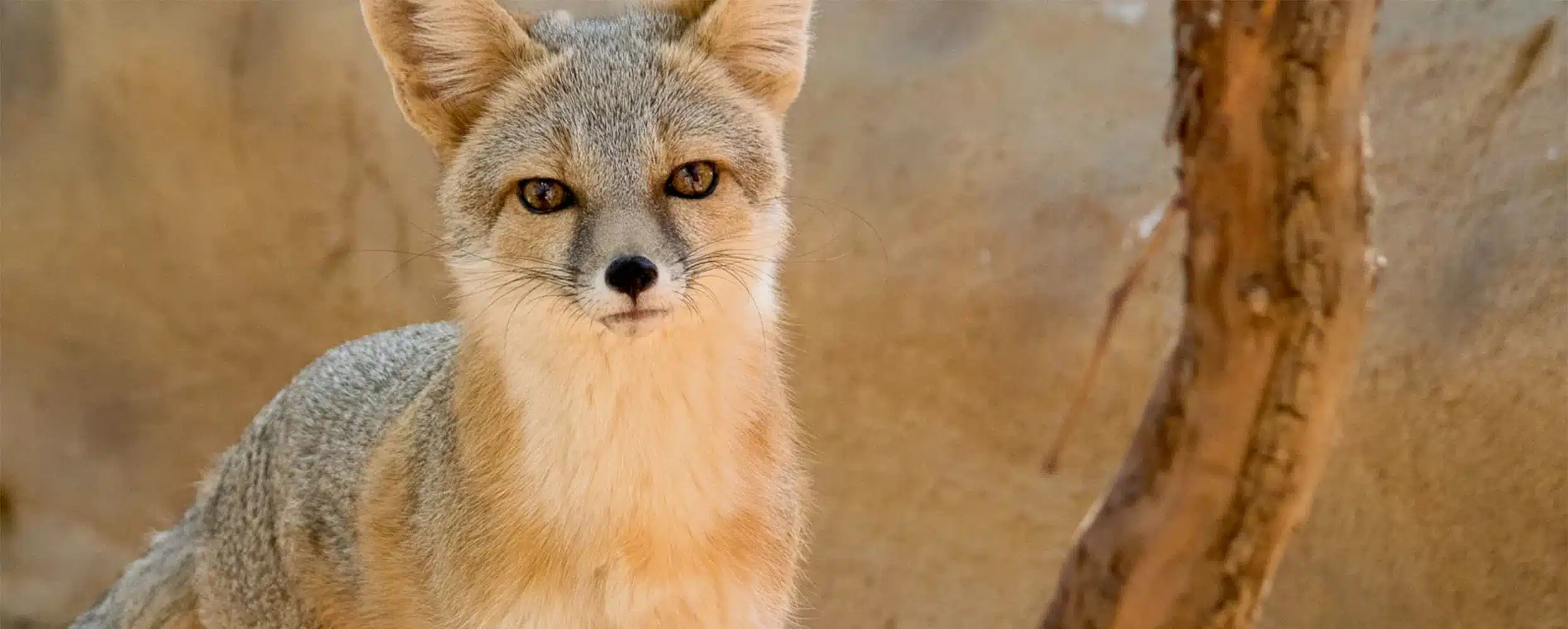 Southwest Wildlife Conservation Center featured image