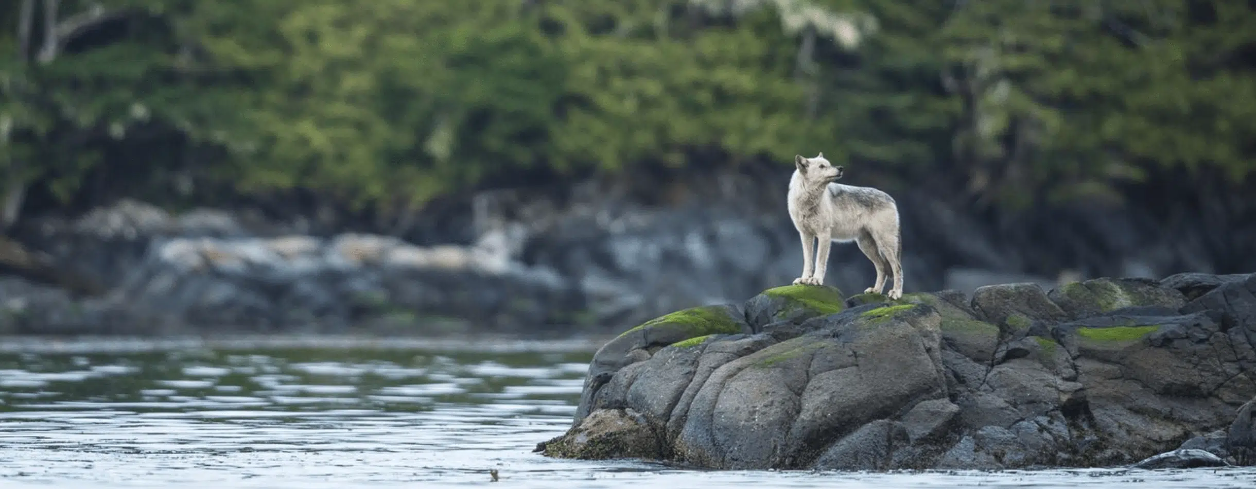 Picture of wolf, from Pacific Wild a Bloomerang enviromental cutsomer