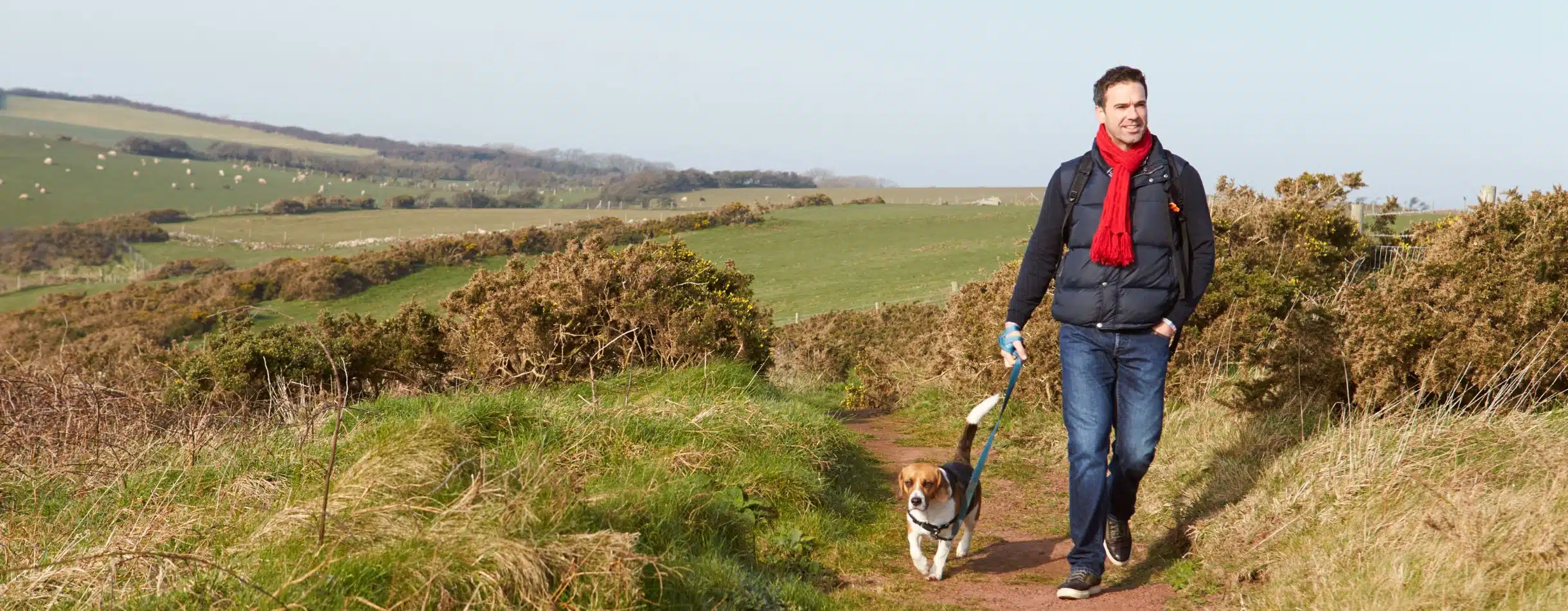 A man with a red scarf walks with his pet beagle across the countryside.