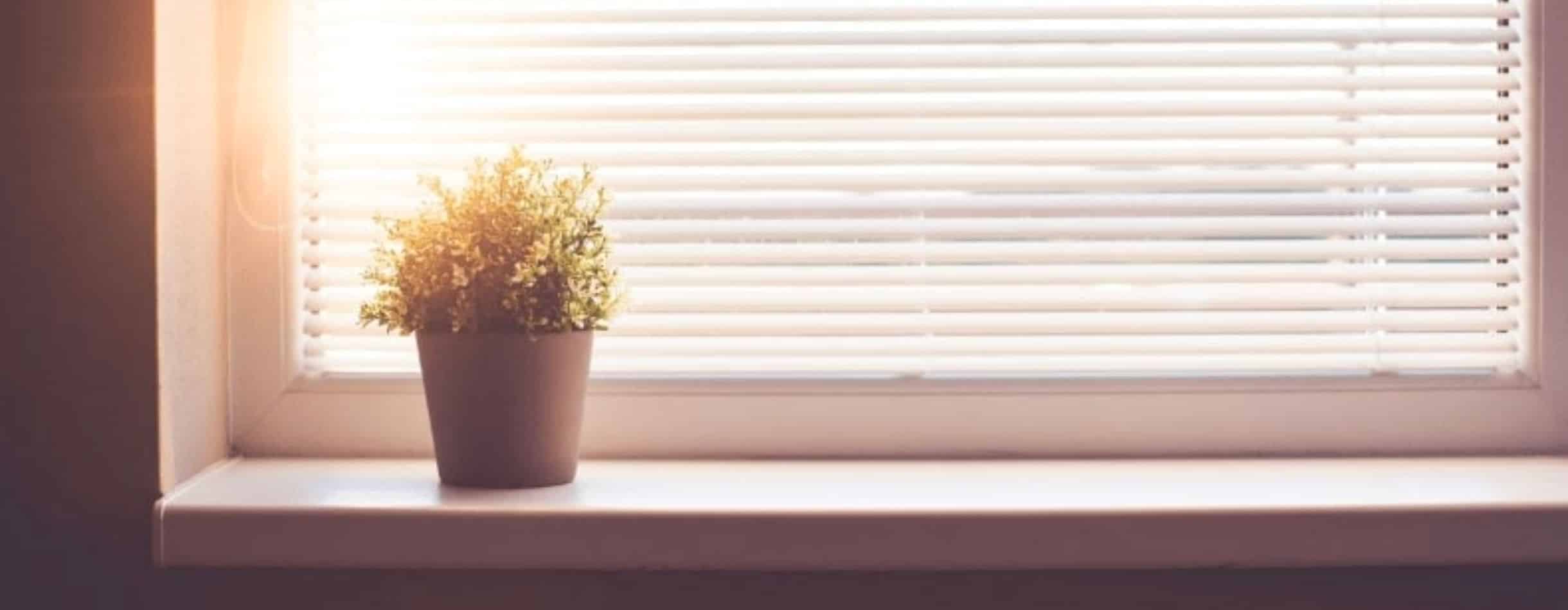 a potted plant sits on the windowsill as sun rays shine through the blinds