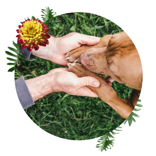 Animal Welfare, Humans helping pets