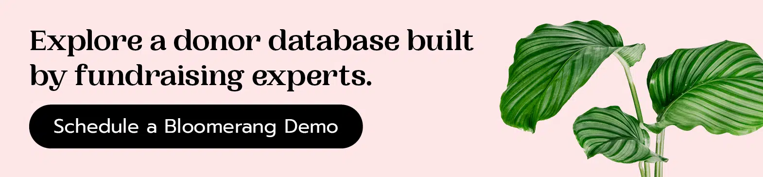 Explore a donor database built by fundraising experts. Schedule a Bloomerang demo here.