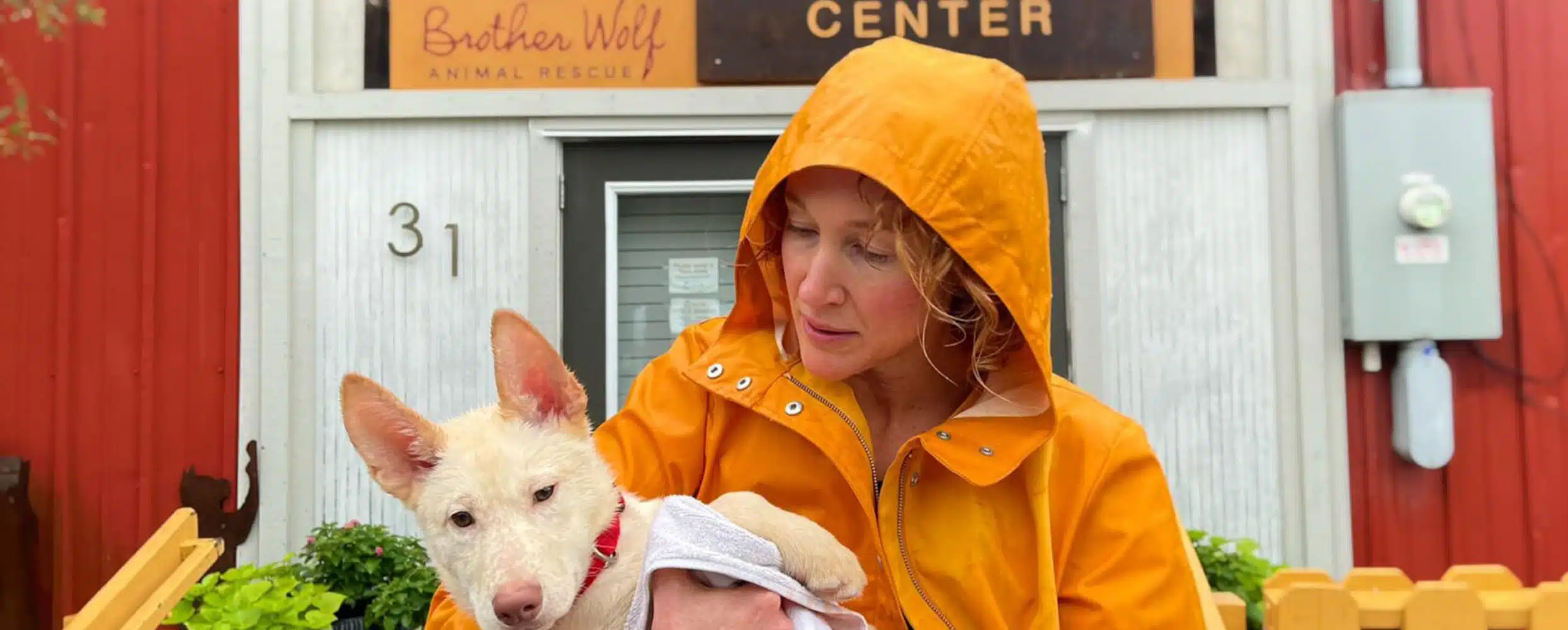 Brother Wolf Animal Rescue featured image