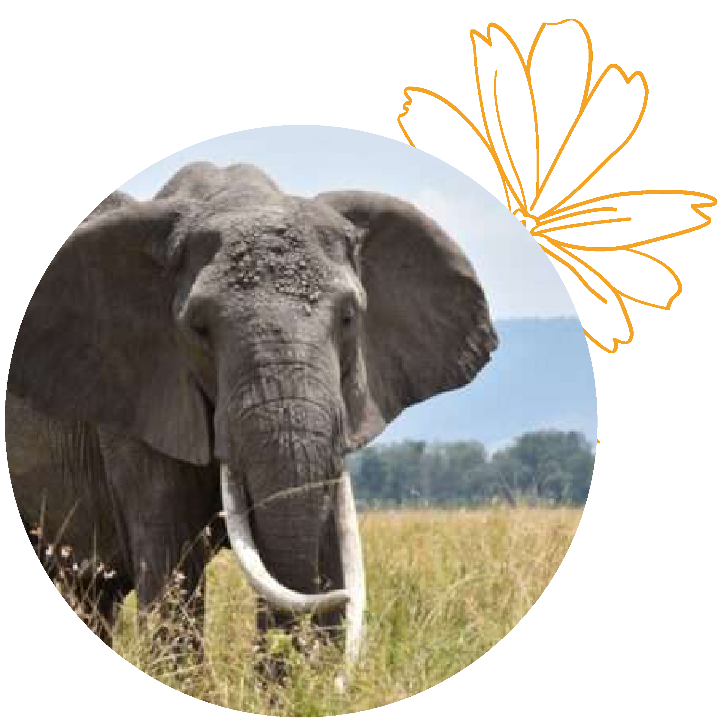Mara Elephant Project photo