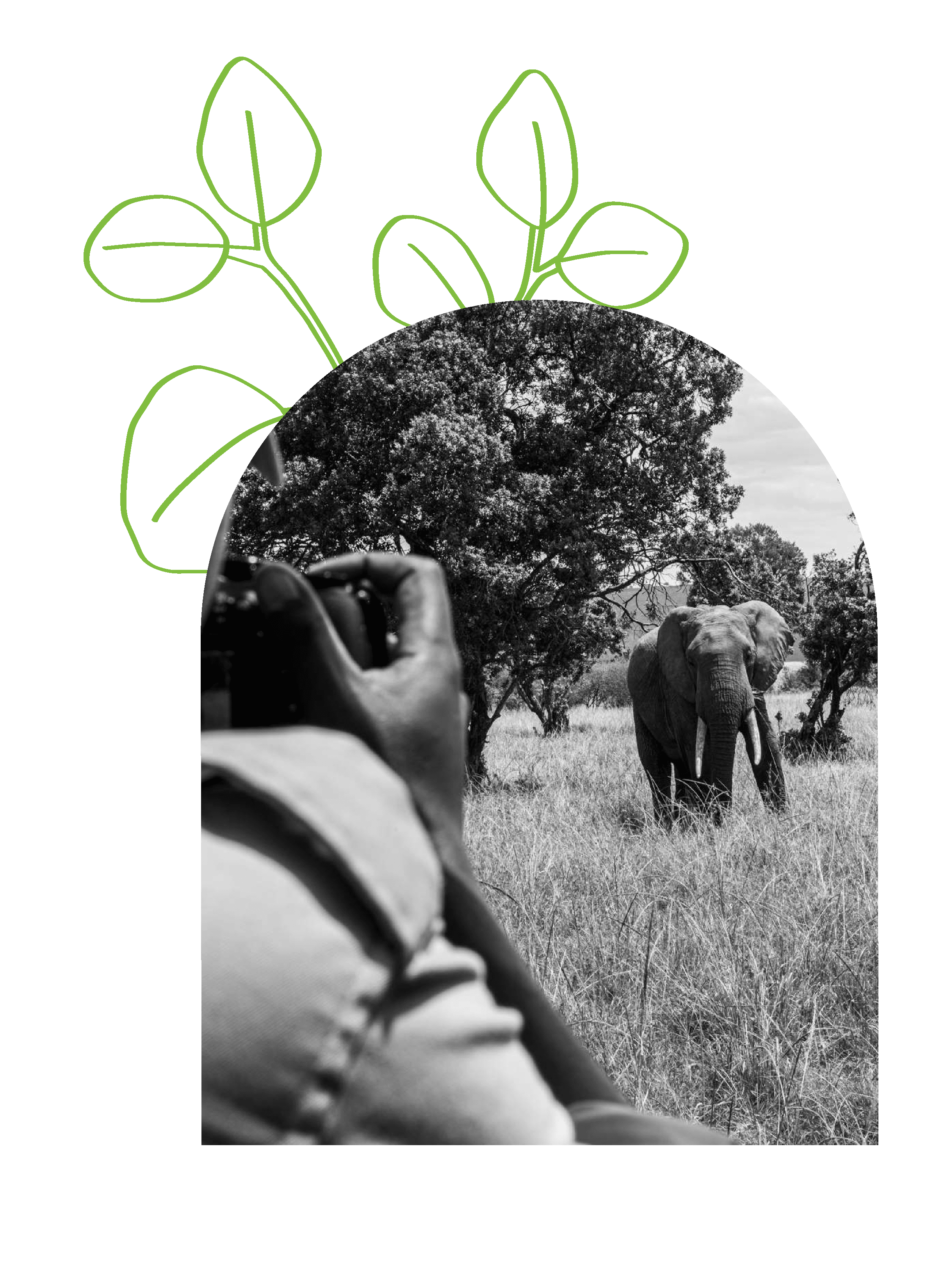 Mara Elephant Project photo